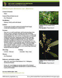 Flora / Biota / Flora of New Zealand / Elaeocarpus dentatus / Elaeocarpus