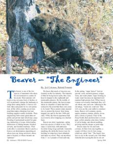 By Syd Coleman, Retired Forester he beaver is one of the few species of mammals who alters his environment to custom fit his needs. Most animals will build or dig out some form of shelter, or