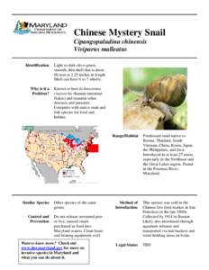 Viviparus / Echinostoma cinetorchis / Zoology / Biota / Viviparidae / Chinese mystery snail / Cipangopaludina