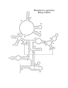 Rhodobacter capsulatus RNase P RNA 40  U U