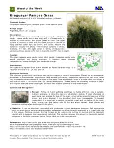 Geography / Cortaderia selloana / Cortaderia / Pampas / Herbicide / Invasive species / Invasive plant species / Environment / Physical geography