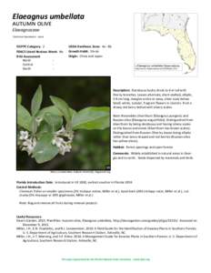 Elaeagnus umbellata autumn olive Elaeagnaceae Common Synonyms: none  FLEPPC Category: 2