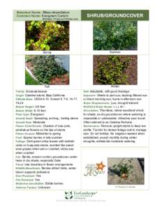 Botanical Name: Ribes viburnifolium Common Name: Evergreen Currant RHI-bees VY-ber-ni-FOH-lee-uhm SHRUB/GROUNDCOVER
