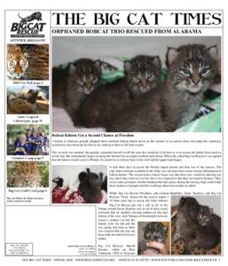 THE BIG CAT TIMES Orphaned Bobcat Trio Rescued from Alabama SUMMER 2010 issue 2010 Fur Ball page 3