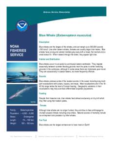 Science, Service, Stewardship  Blue Whale (Balaenoptera musculus) Description  NOAA