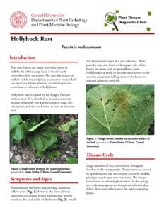 ollyhock Rust H Puccinia malvaceraum Introduction This rust disease can result in serious injury to