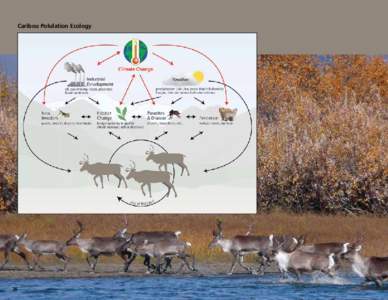 Caribou Polulation Ecology  26 Alaska Park Science, Volume 10, Issue 1