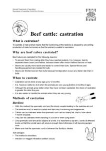 National Department of Agriculture Department of Agriculture North West Province Beef cattle: castration What is castration? To castrate a male animal means that the functioning of the testicles is stopped by preventing