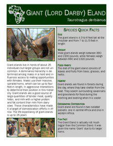Taurotragus / Common Eland / Antelope / Strepsicerotini / Fauna of Africa / Bovines / Giant Eland