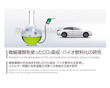 微細藻類を使ったCO 2吸収・バイオ燃料化の研究 デンソーは、藻を使ってバイオ燃料を生産する研究を行っていま す。池や温泉にいる新種の藻「シュードコリシス