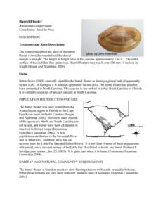 Barrel Floater Anodonta couperiana Contributor: Jennifer Price DESCRIPTION Taxonomy and Basic Description The ventral margin of the shell of the barrel