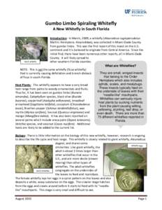The Fig Whitefly – A New Pest in South Florida