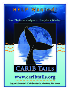 HELP Wanted! Your Photos can help save Humpback Whales. CARIB Tails www.caribtails.org Help track Humpback Whale locations by submitting fluke photos.