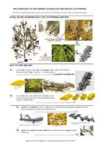 Botany / Cystophora / Receptacle / Cartesian coordinate system / Leaf / Biology / Plant morphology / Fucales