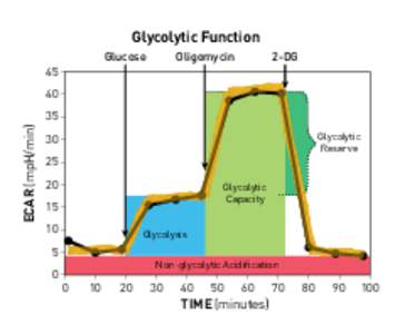 Glycolytic Function Glucose 45  Oligomycin