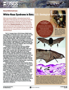 National Wildlife Health Center  White-Nose Syndrome in Bats: U.S. Geological Survey Updates White-nose syndrome (WNS) is a devastating disease that has killed millions of hibernating bats since it first appeared in New 