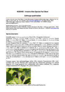 NOBANIS – Invasive Alien Species Fact Sheet Galinsoga quadriradiata Author of this fact sheet: Nora Kabuce, Latvian Environment, Geology and Meteorology Agency, Maskavas Str. 165,