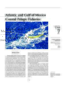UNIT 7 AT L A N T I C A N D G U L F O F M E X I C O C O A S TA L P E L A G I C F I S H E R I E S atlantic and gulf of mexico Coastal pelagic fisheries Unit