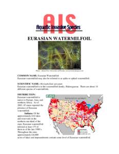 EURASIAN WATERMILFOIL  Photo: Alison Fox, University of Florida, www.forestryimages.com COMMON NAME: Eurasian Watermilfoil Eurasian watermilfoil may also be referred to as spike or spiked watermilfoil.