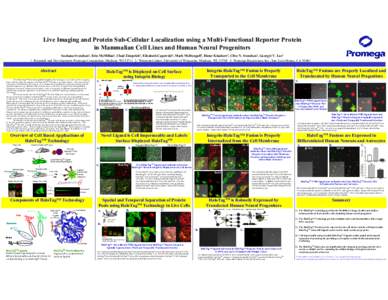 Live Imaging and Protein Subcellular Localization Using a Multifunctional Reporter Protein in Mammalian Cell Lines and Human Neural Progenitors Scientific Poster, PS044