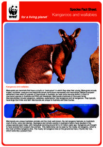 Species Fact Sheet:  Kangaroos and wallabies © WWF-Canon, Martin HARVEY.  Kangaroos and wallabies