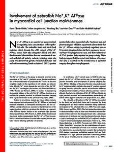 JCB: ARTICLE  Involvement of zebraﬁsh Na+,K+ ATPase in myocardial cell junction maintenance Elena Cibrián-Uhalte,1 Adam Langenbacher,2 Xiaodong Shu,2 Jau-Nian Chen,2,3,4 and Salim Abdelilah-Seyfried1 1