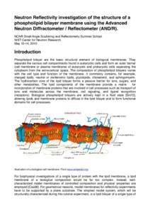 Model lipid bilayer / Cell membrane / Membrane protein / Neutron reflectometry / Biological membrane / Lipid / Lipid bilayer characterization / Hydrophobic mismatch / Membrane biology / Biology / Lipid bilayer