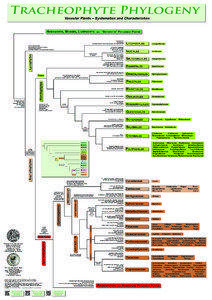 Tracheophyte Phylogeny