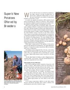 PEGGY GREB (K10161-1)  Superb New Potatoes Offered by Breeders