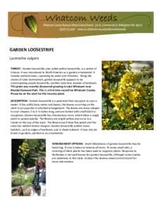 GARDEN LOOSESTRIFE Lysimachia vulgaris THREAT: Garden loosestrife, also called yellow loosestrife, is a native of Eurasia. It was introduced to North America as a garden ornamental. It invades wetland areas, spreading by