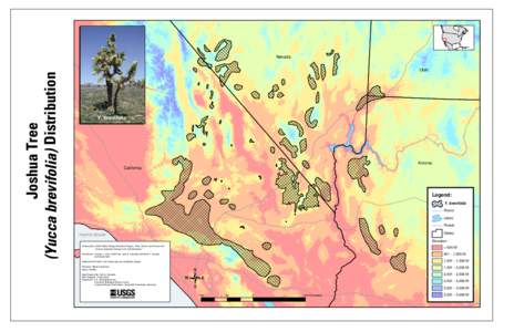 (Yucca brevifolia) Distribution  Joshua Tree Nevada Utah