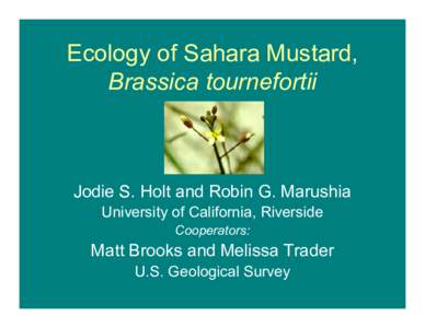 Ecology of Sahara Mustard, Brassica tournefortii Jodie S. Holt and Robin G. Marushia University of California, Riverside Cooperators: