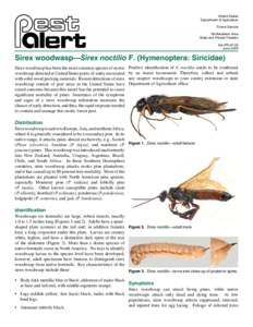 Sirex woodwasp—Sirex noctilio F. (Hymenoptera: Siricidae), Pest Alert