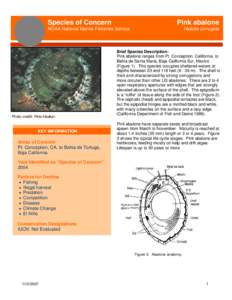 Species of Concern  Pink abalone NOAA National Marine Fisheries Service