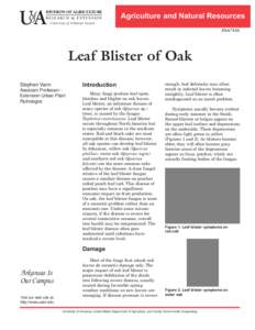 Leaves / Leaf curl / Fungicide / Oak / Quercus nigra / Leaf / Taphrina caerulescens / Fungicide use in the United States / Oak wilt / Biology / Botany / Flora of the United States