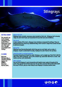 Stingrays  DID YOU KNOW? The smooth ray is the largest stingray in the