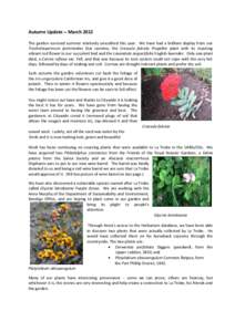 Biology / Pelargonium / Alocasia / Geranium / Succulent plant / Crassula / Edward La Trobe Bateman / Aeonium / Cutting / Geraniaceae / Botany / Flowers