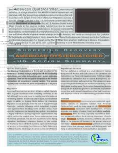 WHSRN American Oyster Catcher sell sheet