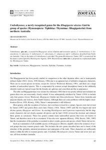 Zootaxa, Umbothynnus, a newly recognised genus for the Rhagigaster alexius Guérin group of species (Hymenoptera: Tiphiidae: Thynninae: Rhagigasterini) from Northern Australia