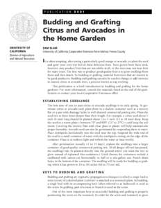 PUBLICATIONBudding and Grafting Citrus and Avocados in the Home Garden UNIVERSITY OF