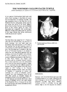 Elseya / Pig-nosed turtle / Herpetology / Gulf snapping turtle / Emydura macquarii / Emydura / Red-bellied short-necked turtle / Turtle