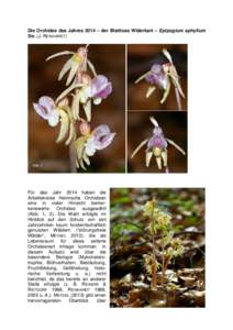 Die Orchidee des Jahres 2014 – der Blattlose Widerbart – Epipogium aphyllum SW. (J. REINHARDT)