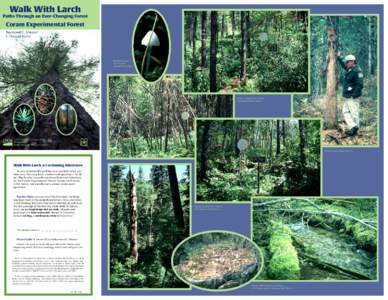 Walk With Larch  Paths Through an Ever-Changing Forest Coram Experimental Forest Raymond C. Shearer