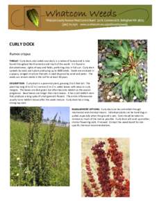 Botany / Biology / Dock / Seed / Curly Horse / Flora / Rumex obtusifolius / Garden patience / Invasive plant species / Rumex crispus / Rumex