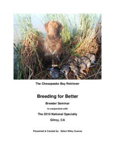 The Chesapeake Bay Retriever  Breeding for Better