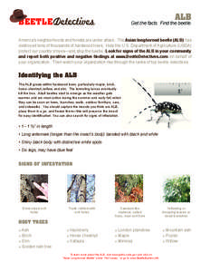 Zoology / Asian long-horned beetle / Beetle / Woodboring beetles / Longhorn beetle / Cerambycidae / Phyla / Protostome