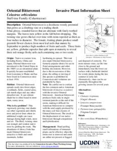 Oriental Bittersweet  Invasive Plant Information Sheet Celastrus orbiculatus Staff-tree Family (Celastraceae)