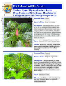 U.S. Fish and Wildlife Service Mariana Islands Plant and Animal Species Being Considered for Listing as Threatened or Endangered under the Endangered Species Act Common Name: Fadang Scientific Name: Cycas micronesica