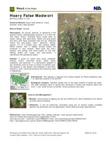 Botany / Brassicaceae / Berteroa incana / Alyssum
