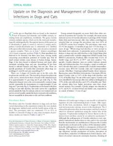 Update on the Diagnosis and Management of Giardia spp Infections in Dogs and Cats